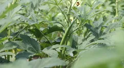 EMCO Irrigation Intel Coverage